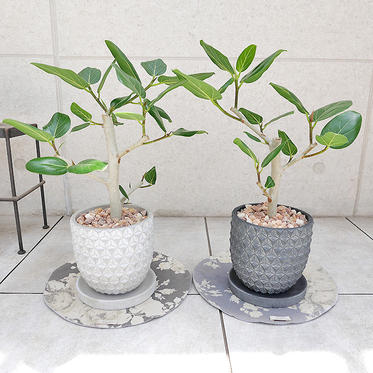 フィカス・ベンガレンシス 陶器鉢植え(ポマル/アサノハ)