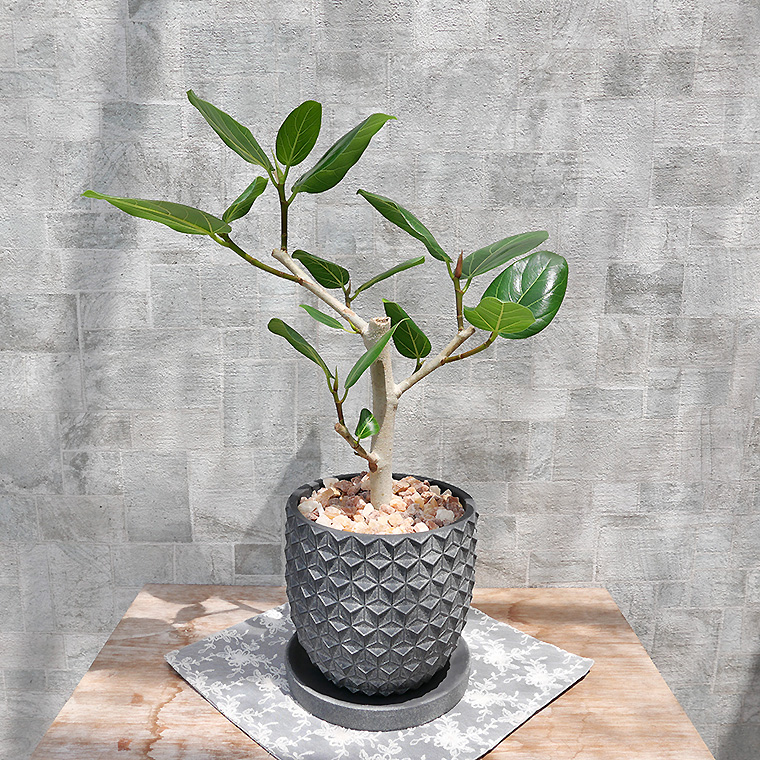 フィカス・ベンガレンシス 陶器鉢植え(ポマル/アサノハ)