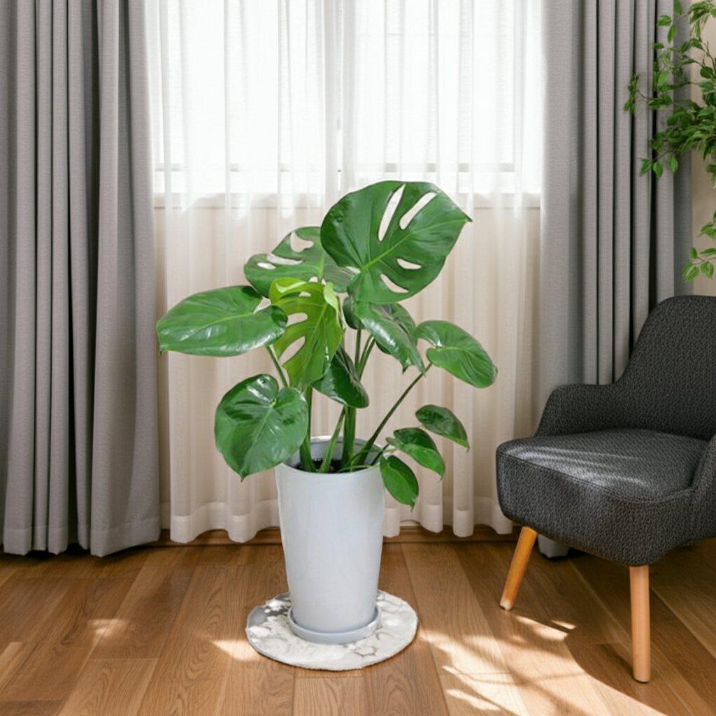 モンステラ 陶器鉢植え・Mサイズ（ラウンド） 観葉植物と植木鉢の専門