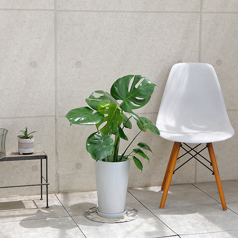 モンステラ 陶器鉢植え・Mサイズ(ラウンド)