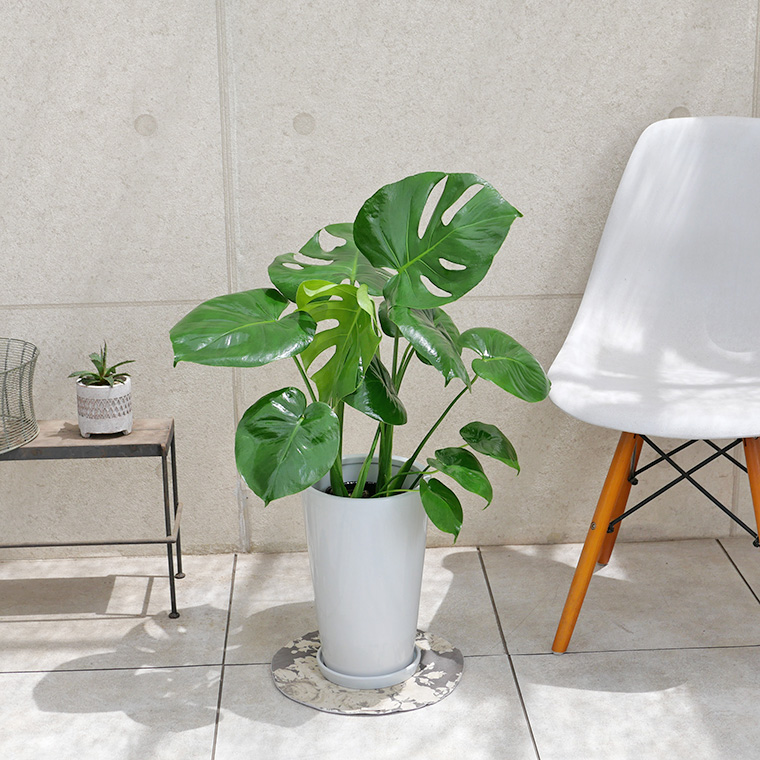 モンステラ 陶器鉢植え・Mサイズ(ラウンド)