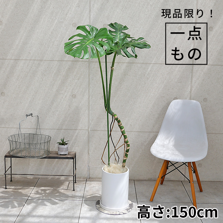 モンステラ 幹上がり-015 陶器鉢植え・Lサイズ(マットシリーズ/ロングシリンダー)