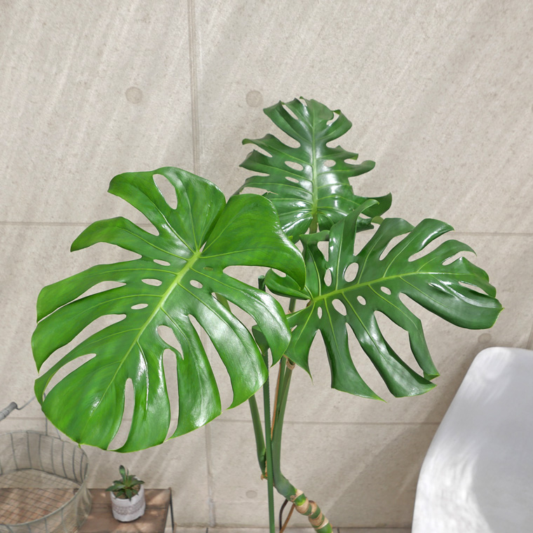 モンステラ 幹上がり-015 陶器鉢植え・Lサイズ(マットシリーズ/ロングシリンダー)
