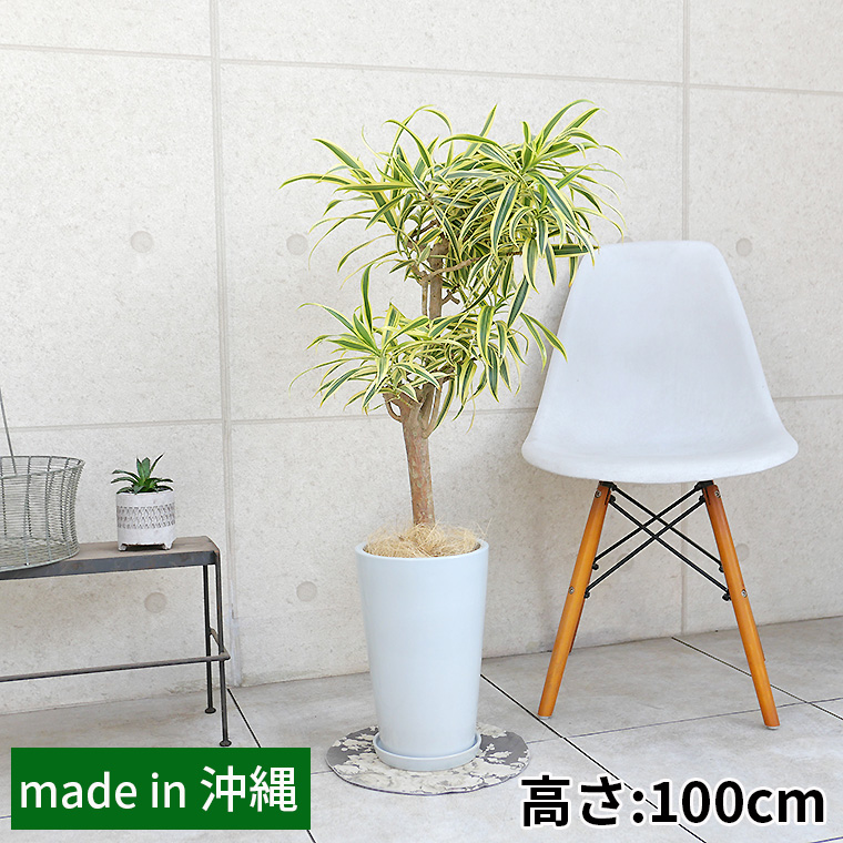 ドラセナ・レフレクサソングオブインディア 陶器鉢植え・Mサイズ(ラウンド)