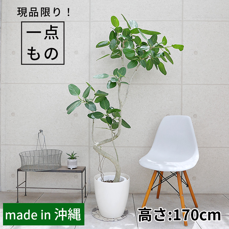 フィカス・ベンガレンシス-131 8号鉢