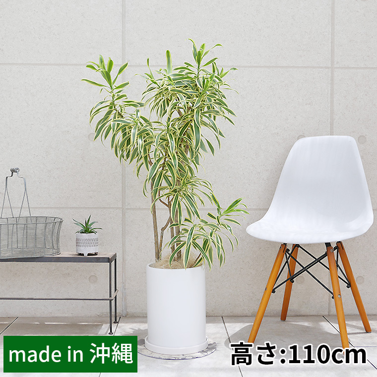 ドラセナ・レフレクサソングオブインディア 陶器鉢植え(マットシリーズ/ロングシリンダー)
