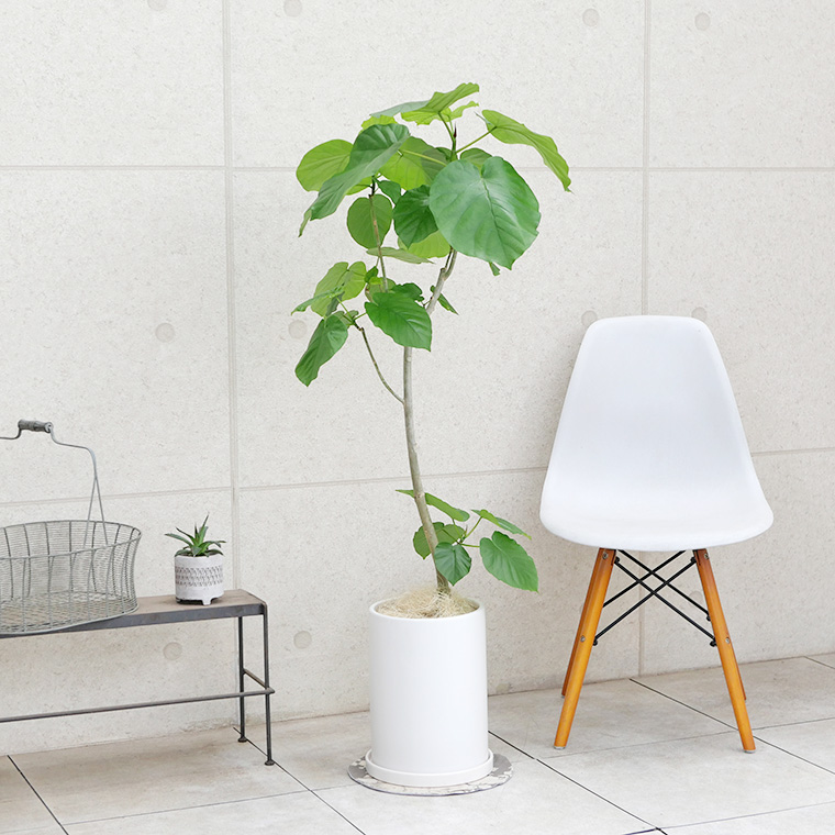 フィカス・ウンベラータ 陶器鉢植え(マットシリーズ/ロングシリンダー)