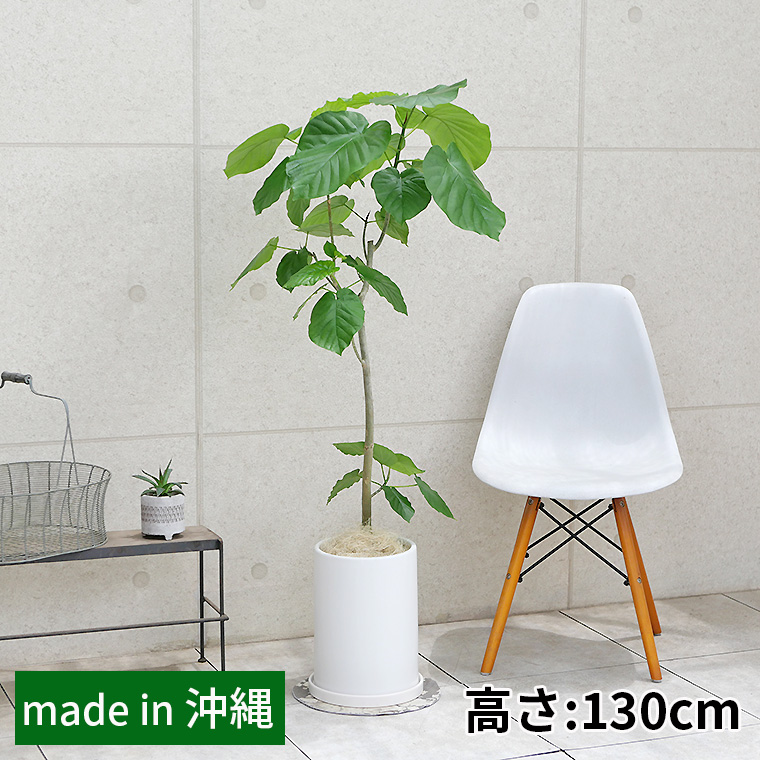 フィカス・ウンベラータ 陶器鉢植え(マットシリーズ/ロングシリンダー)