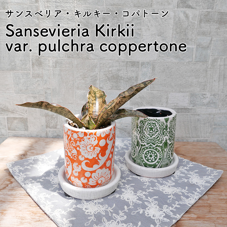 サンスベリア・キルキー・コパトーン 陶器鉢植え 観葉植物と植木鉢の