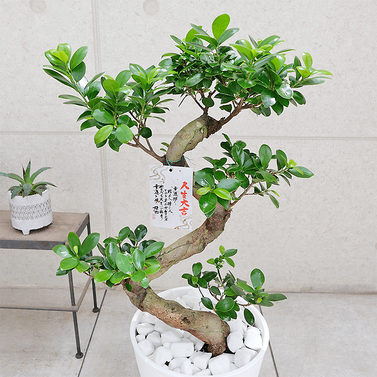 【現品】多幸の木　ガジュマル　ガジュマルの木　８号鉢　Ⅱ ガジュマル(多幸の樹) 8号セラート鉢 観葉植物と植木鉢の専門店