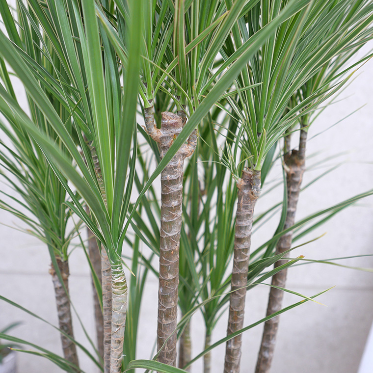 【超希少】 ドラセナオンベット コレクション苗 超希少】 ドラセナオンベット コレクション苗