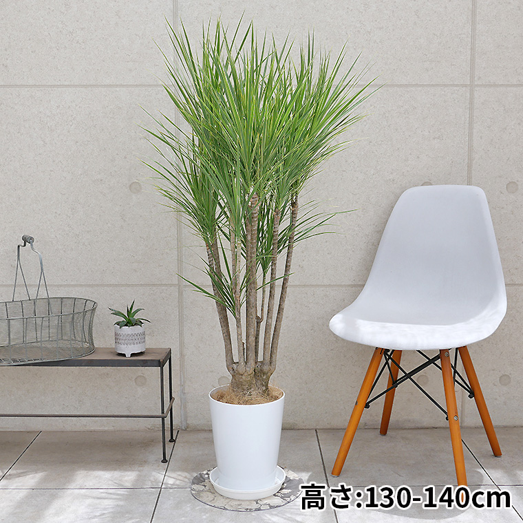 現品　ドラセナ　コンシンネ　ホワイボリー　2番　観葉植物　特大　インテリア　室内 4e73c2aae6adf40b7779d411f63525