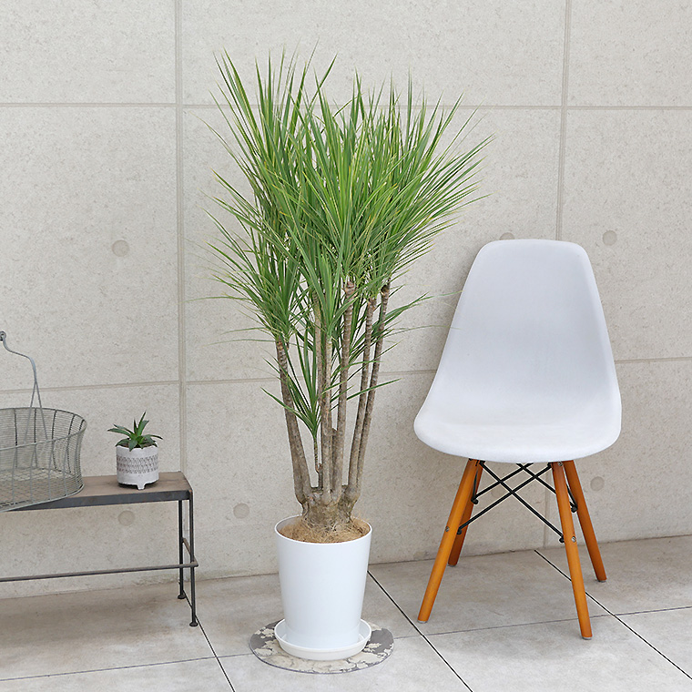 ドラセナ・コンシンネ ホワイボリー 8号鉢 観葉植物と植木鉢の