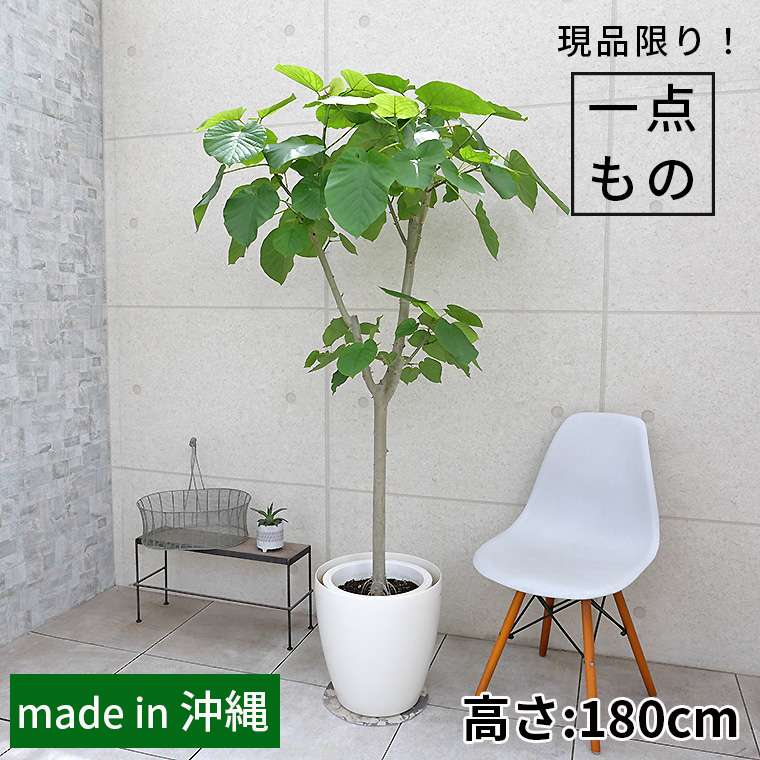 フィカス・ウンベラータ-138 10号鉢