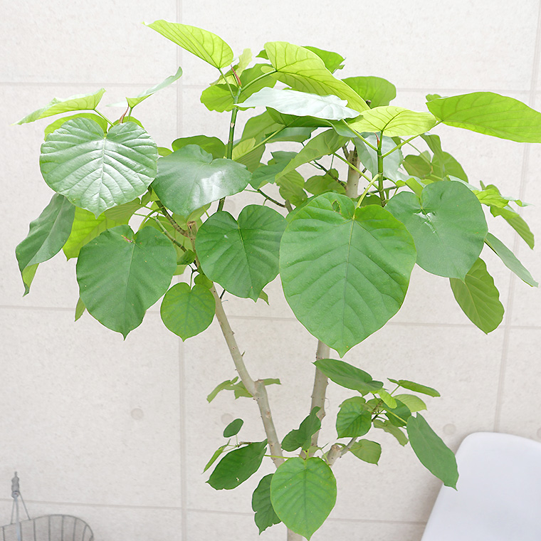 フィカス・ウンベラータ-138 10号鉢