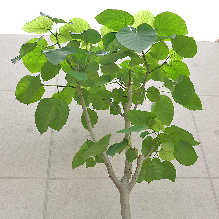 フィカス・ウンベラータ-138　10号鉢