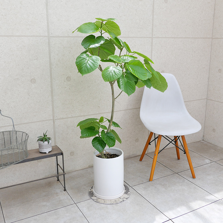 フィカス・ウンベラータ-139　陶器鉢植え（マットシリーズ/ロングシリンダー）