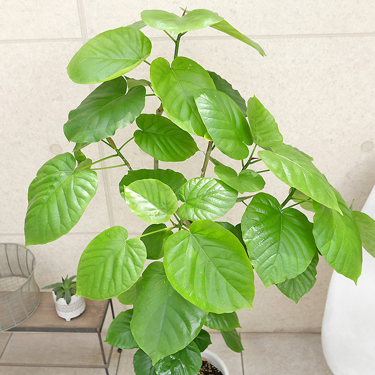 フィカス・ウンベラータ-139　陶器鉢植え（マットシリーズ/ロングシリンダー）