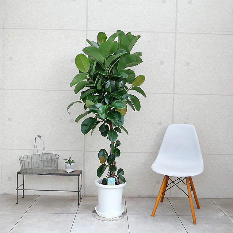 フィカス・ソフィア-027 9号鉢 観葉植物と植木鉢の専門店cocolate