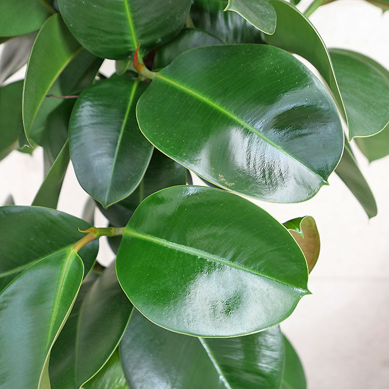 フィカス・ソフィア-027　9号鉢