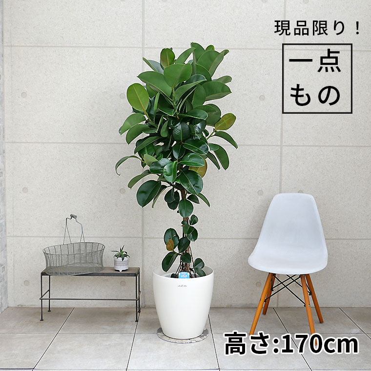 フィカス・ソフィア-027 9号鉢 観葉植物と植木鉢の専門店cocolate