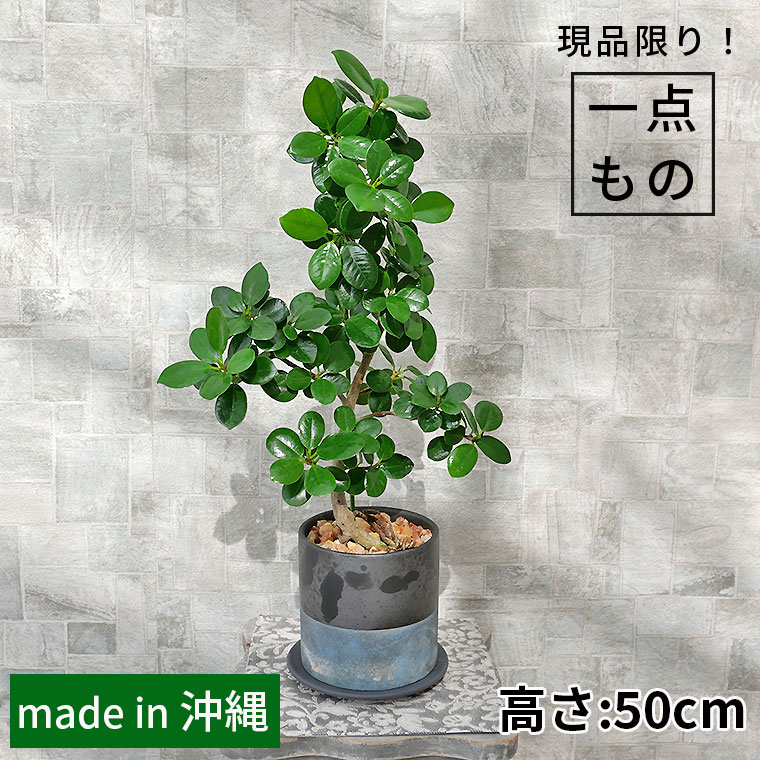 パンダガジュマル-040 陶器鉢植え（NA017） 観葉植物と植木鉢の専門店