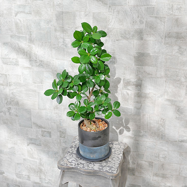 パンダガジュマル-040 陶器鉢植え（NA017） 観葉植物と植木鉢の専門店