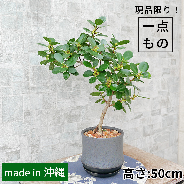 パンダガジュマル-043　陶器鉢植え（スポール・M） 