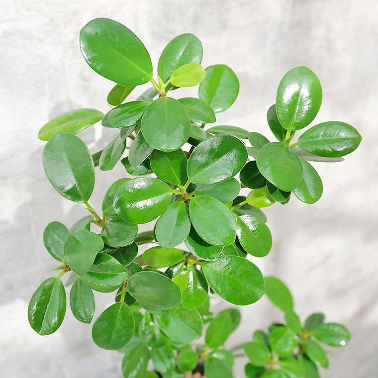 パンダガジュマル-041 陶器鉢植え（NA017） 観葉植物と植木鉢の専門店