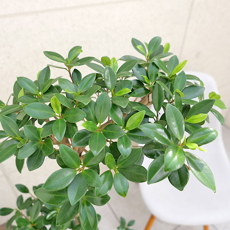 ガジュマル センカクガジュマル-008 8号鉢 観葉植物と植木鉢の専門店cocolate