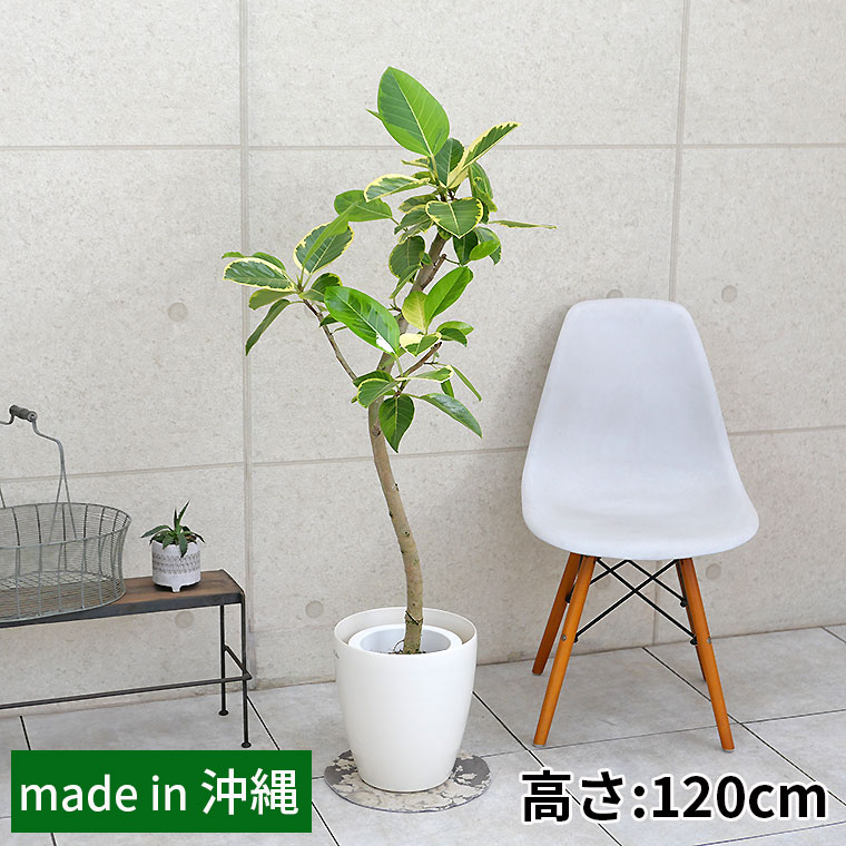 フィカス・アルテシーマ（曲がり） 7号鉢 観葉植物と植木鉢の専門店