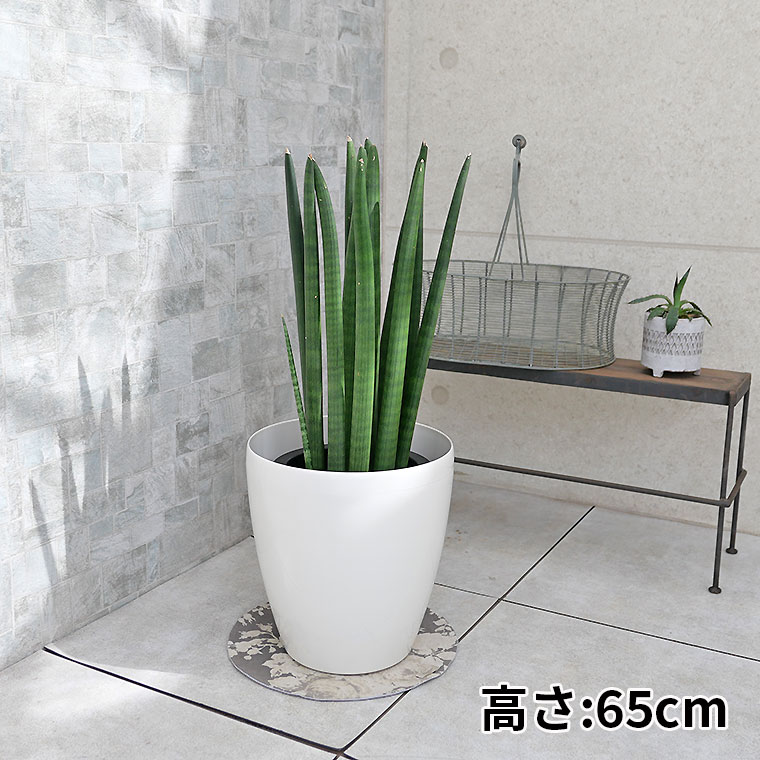 ビクトリア植木鉢 サンスベリア・キリンドリカ 7号鉢 観葉植物と植木鉢の専門店cocolate