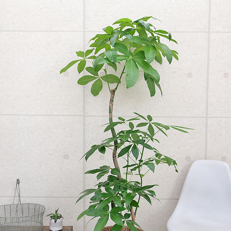 パキプス&ボレアリス　2株セット　鉢ごと 楽天市場】【7角】プレミアローズセレクション【7号角深鉢】ロサ