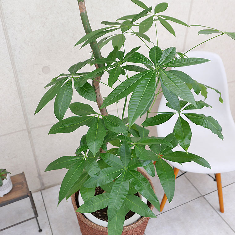 パキラ-022　10号鉢