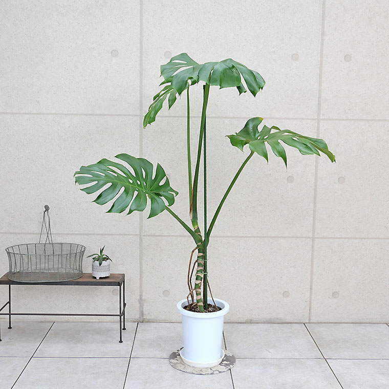 モンステラ・デリシオーサ 幹上がり-018 8号鉢 観葉植物と植木鉢の専門