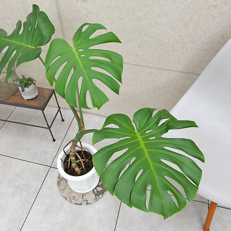 幹上がりモンステラデリシオーサ[特大] 現品］圧巻！ 13番 モンステラ デリシオーサ 幹立ち 8号 観葉植物 室内