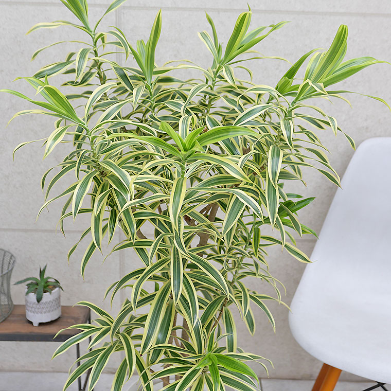 ドラセナ ドラセナ・インディア 7号鉢 観葉植物と植木鉢の専門店cocolate