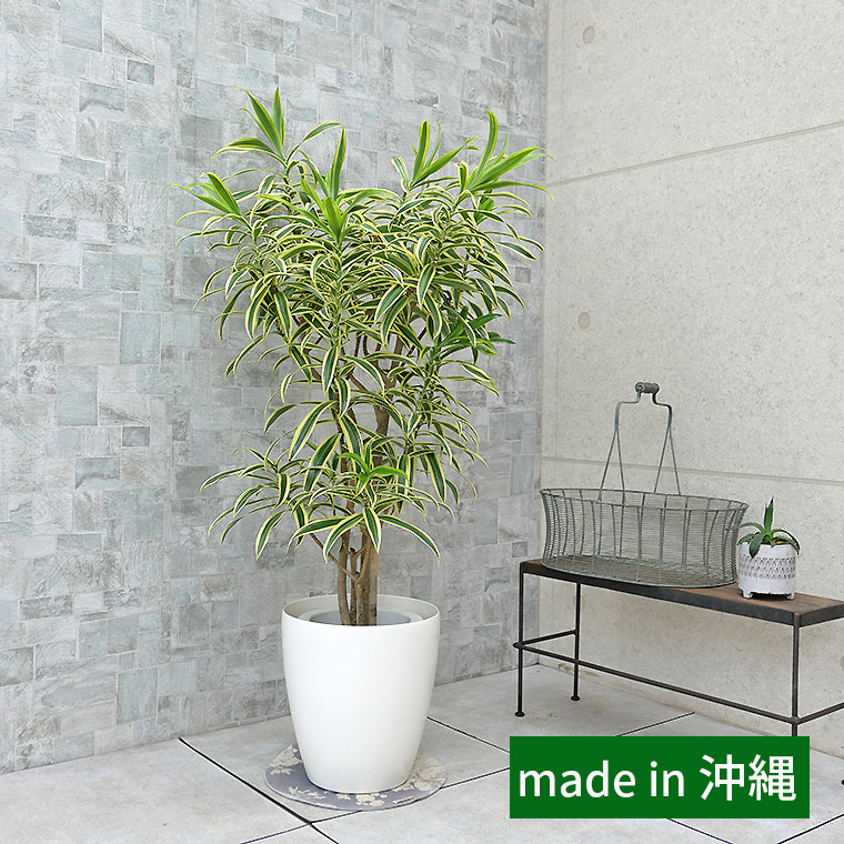 その他観葉植物 Latte その他観葉植物 Latte その他観葉植物 Latte 墨田区に贈る観葉植物の