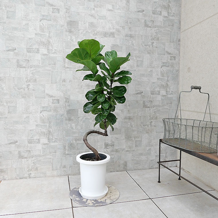 直接引取り歓迎■カシワバゴム/フィカス リラータ/観葉植物/120cm■カフェ カシワバゴム・バンビーノ（フィカス・リラータ） 7号鉢 観葉植物と