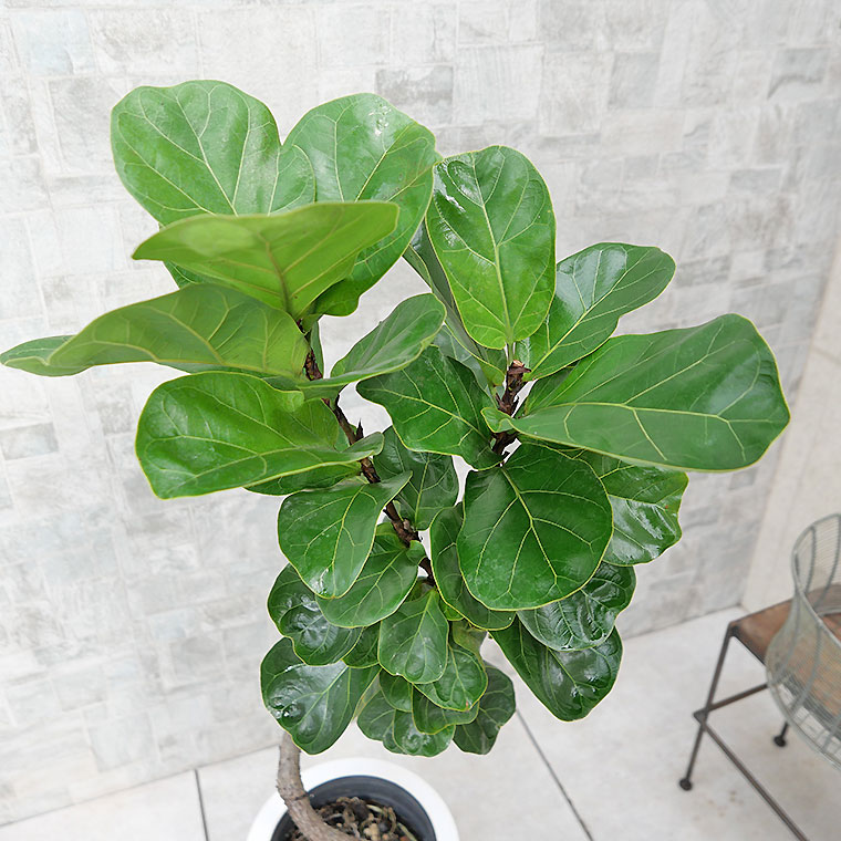 カシワバゴム・バンビーノ（フィカス・リラータ） 7号鉢 観葉植物と