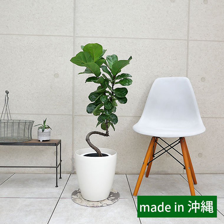 観葉植物 観葉植物と植木鉢の専門店 cocolate