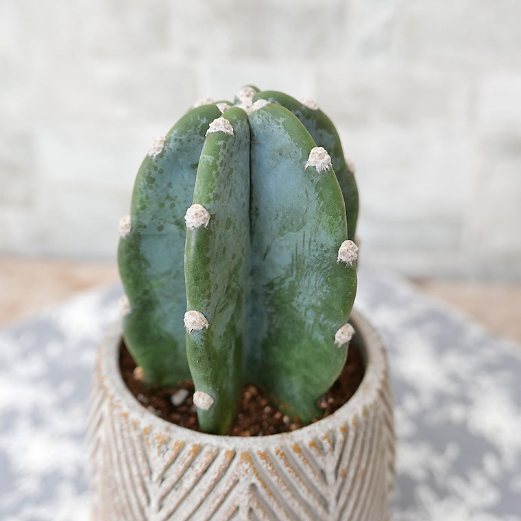 ハシラサボテン 陶器鉢植え（ヘンリーボーン・S） 観葉植物と植木鉢の