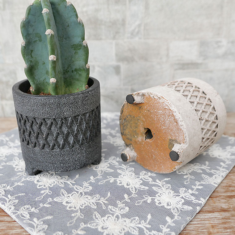 ハシラサボテン　ダイヤスタンド・S