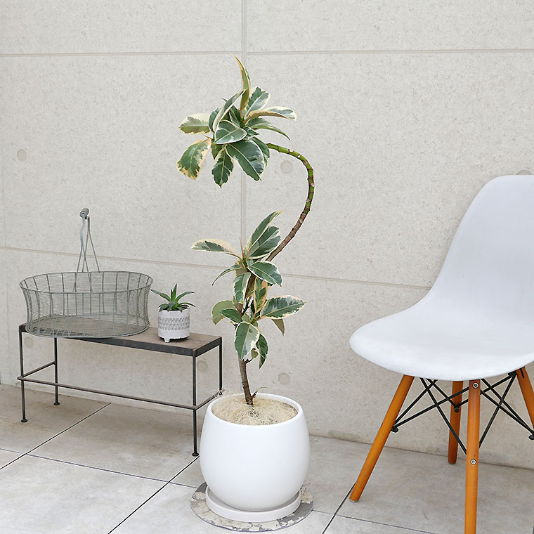 フィカス・ティネケ 陶器鉢カバー付き（マットシリーズ/ムーン） 観葉