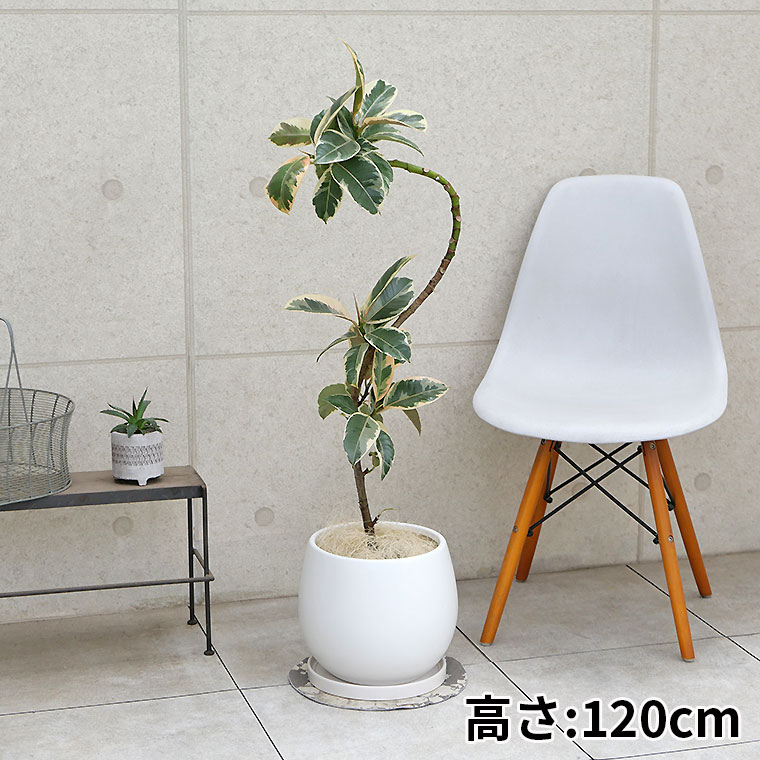 フィカス 植物 ホワイト陶器鉢 フィカス 観葉植物 白い鉢 フィカス・アルテシーマ 7号セラート鉢