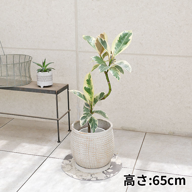 フィカス・ティネケ 陶器鉢カバー付き(マリア/サークル)