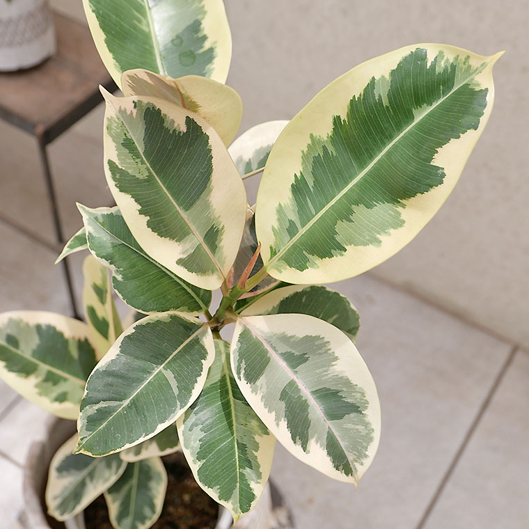 フィカス・ティネケ 葉の写真