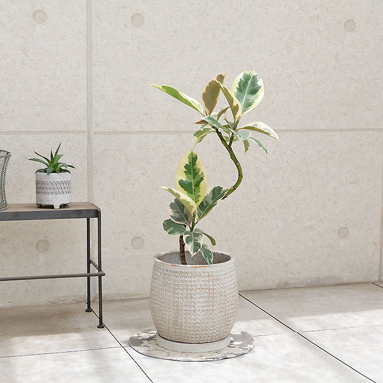 フィカス・ティネケ 陶器鉢カバー付き(マリア/サークル)