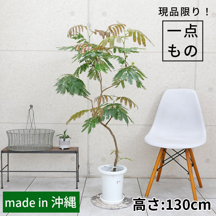 ネムノキ・エバーフレッシュ-046　7号鉢