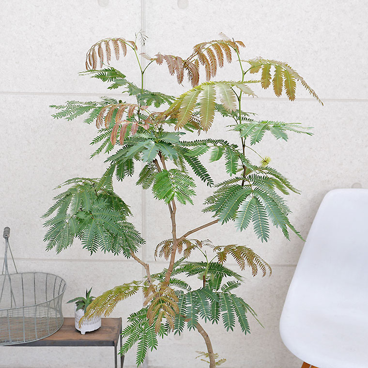 エバーフレッシュ 曲がり 盆栽 ネムノキ 観葉植物 エバーフレッシュ（ねむの木）2.5号苗 曲がり仕立て 盆栽